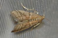 Ephestia elutella/woodiella