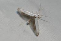 Coleophora ibipennella