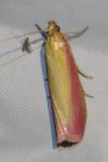 Oncocera semirubella