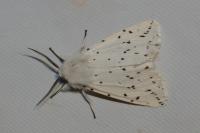 Spilosoma lubricipeda