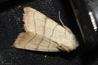 Charanyca trigrammica