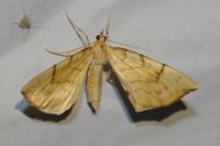 Gandaritis pyraliata