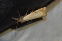 Chrysoteuchia culmella