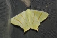 Ourapteryx sambucaria