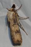 Agrotis puta