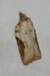 Acleris scabrana