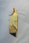 Agapeta hamana