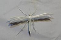 Pterophorus pentadactylus