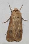 Agrotis