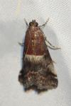 Acrobasis marmorea