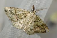 Cleorodes lichenaria