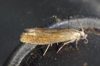 Pelochrista caecimaculana