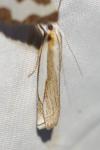 Crambus pascuella