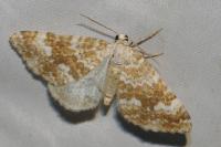 Perizoma flavofasciata