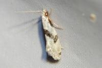 Nemapogon clematellus