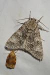 Acronicta megacephala