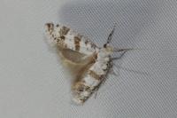 Scythropia crataegella