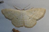 Scopula immutata