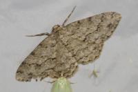 Ectropis crepuscularia