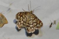 Chiasmia clathrata