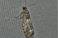 Notocelia trimaculana