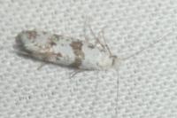 Scythropia crataegella