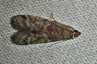 Ephestia elutella/woodiella