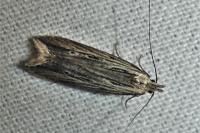 Monochroa palustrellus