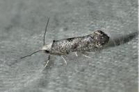 Paraswammerdamia albicapitella