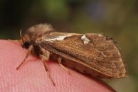 Korscheltellus lupulinus
