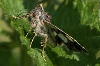 Tyta luctuosa