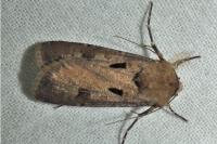Agrotis exclamationis