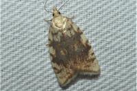 Aleimma loeflingiana