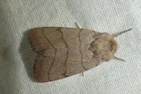 Charanyca trigrammica