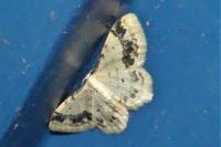 Idaea trigeminata
