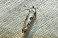 Paraswammerdamia albicapitella
