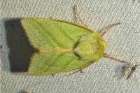 Pseudoips prasinanus