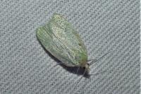 Tortrix viridana