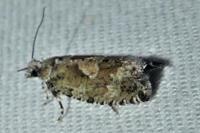 Zeiraphera isertana