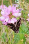 Autographa gamma
