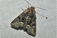 Oligia strigilis