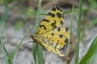 Pseudopanthera macularia