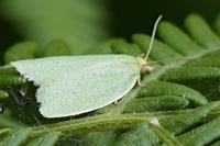 Tortrix viridana