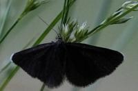 Odezia atrata