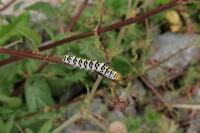 Cucullia scrophulariae