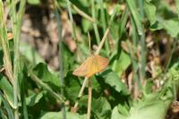 Lythria purpuraria