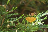 Camptogramma bilineata