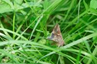 Autographa gamma