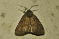 Rusina ferruginea
