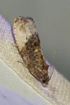 Hedya nubiferana